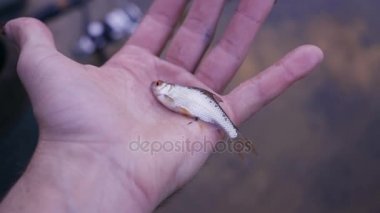 Ellerinde küçük canlı balık roach