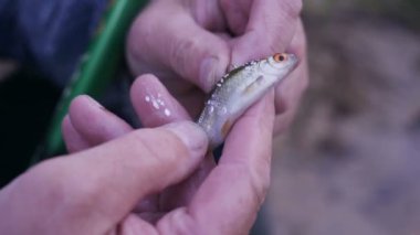 canlı balık dügmesinin üstünde