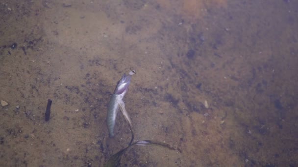 Рыбный живот вверх. Закрывай. Dead pike fish on the surface of the water — стоковое видео