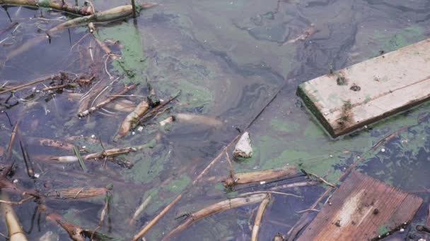 Eine große Menge Müll verschmutzt unsere Gewässer — Stockvideo