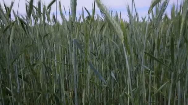 Zelená pšenice pole vlny dojat letní vítr charakter jeřáb zastřelených pozadí — Stock video