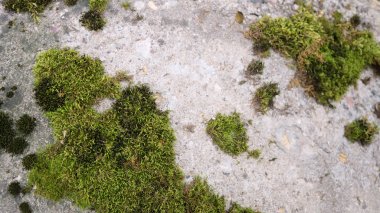 Yeşil yosun desenli eski gri taş duvar