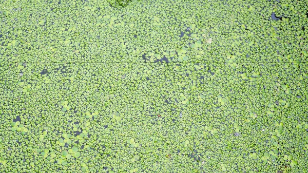 yeşil bataklık doku