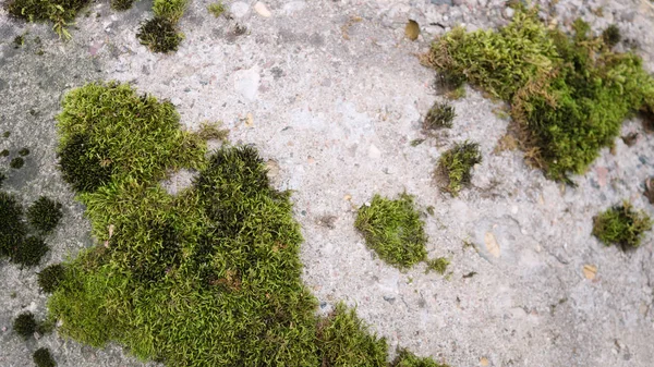 Yeşil yosun desenli eski gri taş duvar