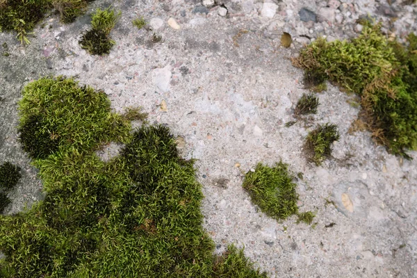 Yeşil yosun desenli eski gri taş duvar