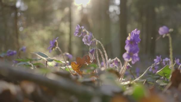 Bela jovem passa por flores da floresta — Vídeo de Stock