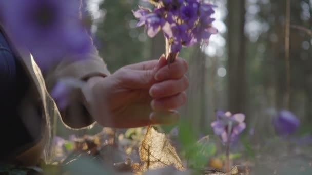 아름 다운 젊은 여자는 숲에서 야생 꽃 수집 — 비디오