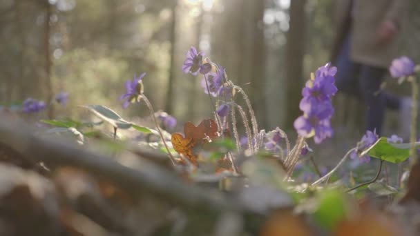 Hermosa joven va a través de flores del bosque — Vídeos de Stock