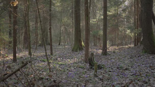 Красива молода дівчина проходить крізь лісові квіти — стокове відео
