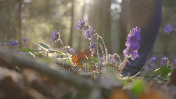 Hermosa joven va a través de flores del bosque — Vídeos de Stock