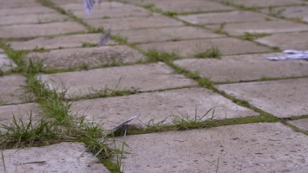 Spadające dolarów na chodniku, chodnik — Wideo stockowe