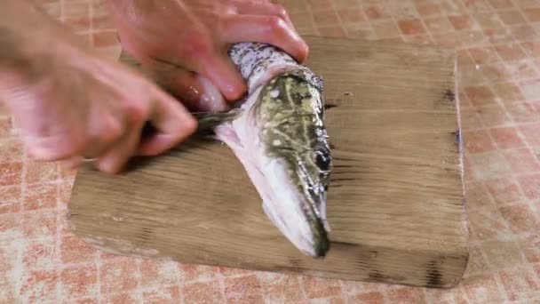 Hand met een mes snijdt het hoofd van de vis — Stockvideo