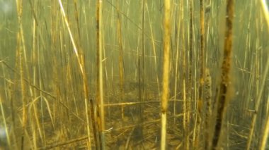 Kuzey pike su sütunu, closeup kilitleniyor.