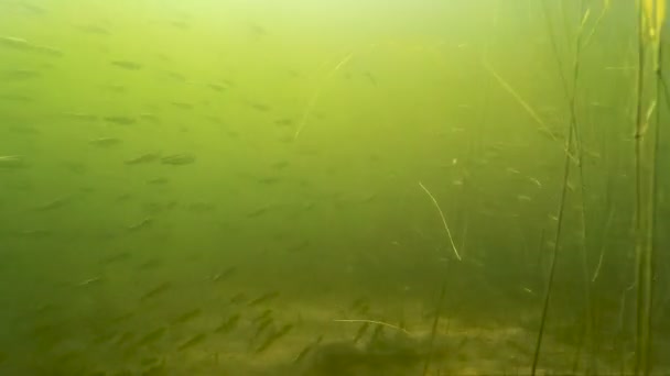 Μεγάλο κοπάδι μικρών ψαριών κάτω από το νερό — Αρχείο Βίντεο