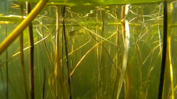 Luccio settentrionale pende nella colonna d'acqua, primo piano . — Video Stock