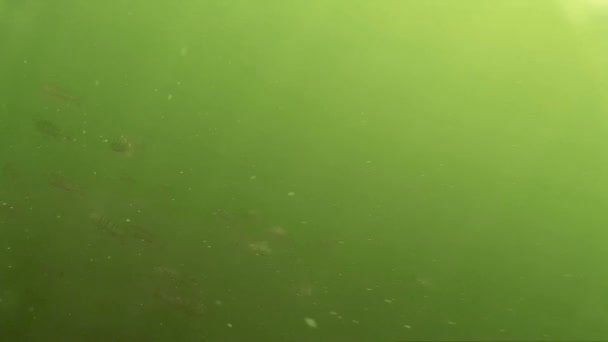 Large shoal of small fish under water — Stock Footage Large shoal of small fish under water Stock Footage