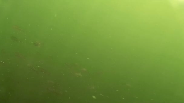 Grote shoal van kleine vis onder water — Stockvideo