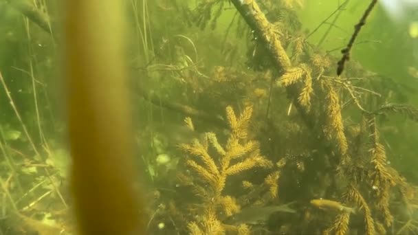 Unterwasser gespalten: Bäume im überfluteten Wald — Stockvideo