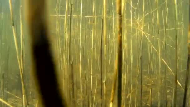 白斑狗鱼挂在水柱，特写. — 图库视频影像