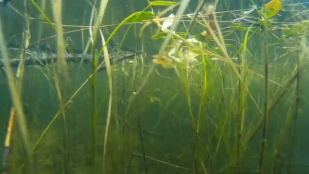 Brochet du Nord pendu dans la colonne d'eau, gros plan .