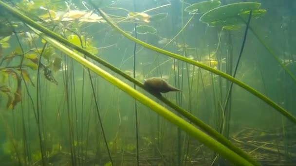O grande caracol da lagoa, rastejando debaixo d 'água — Vídeo de Stock