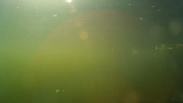 Large shoal of small fish under water — Stock Video