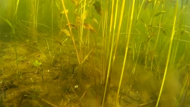 Northern pike hangs in the water column, closeup. — Stock Video