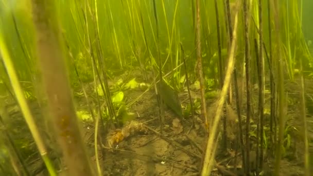 Lucio del norte cuelga en la columna de agua, primer plano . — Vídeos de Stock