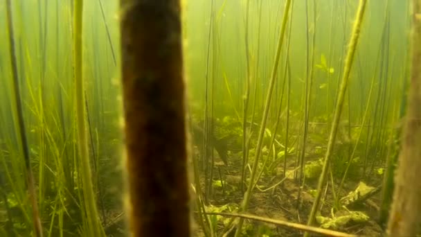 Lucio del norte cuelga en la columna de agua, primer plano . — Vídeo de stock