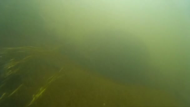 Videos von schnell fließenden Gebirgsbächen unter Wasser. — Stockvideo