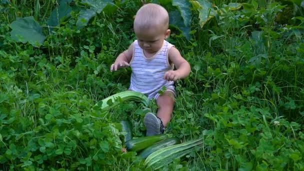 Little boy sitting with zucchini hd — Stock Video