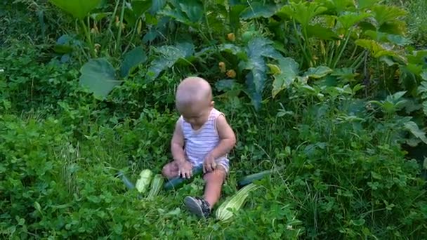 Kleiner Junge sitzt mit Zucchini und betrachtet sie — Stockvideo