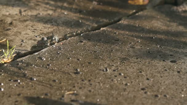 Червоні кості котиться на бетонній плиті в повільному русі HD — стокове відео