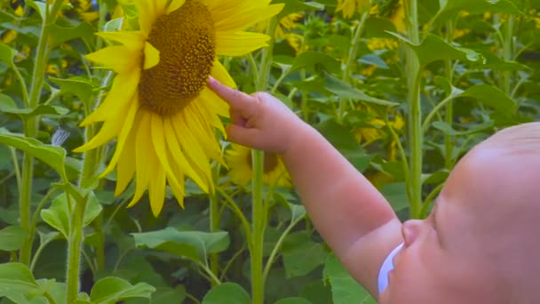 Een één jaar oude babyjongen speelt met een zonnebloem — Stockvideo