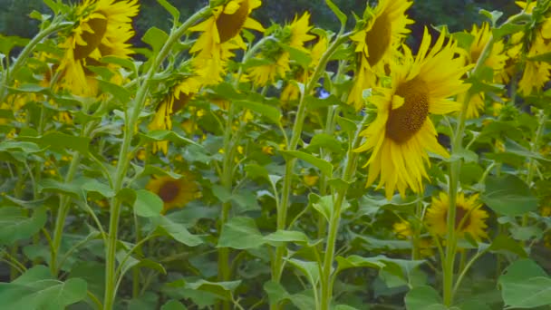 Zonnebloemen in de buitenlucht — Stockvideo