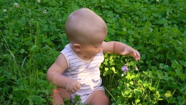 小さな男の子が座って草を引き裂く — ストック動画