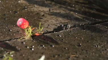 Kırmızı zar yavaş çekimde bir betonarme döşeme üzerinde haddeleme