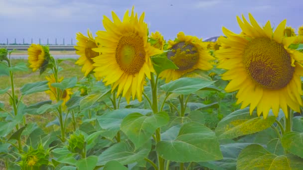 Veld met zonnebloemen tegen de achtergrond van de weg — Stockvideo