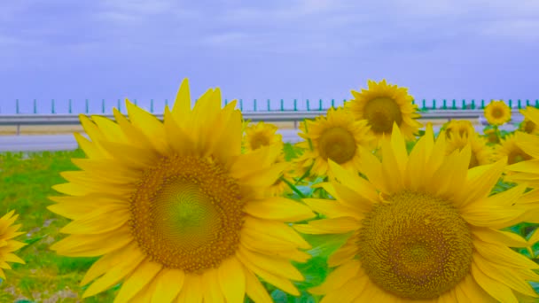 Veld met zonnebloemen tegen de achtergrond van de weg — Stockvideo