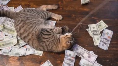 kitty dolar için avlamak için. 100 dolar faturaları yapay fare.