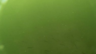 çalı çırpı ve göldeki su altında balık