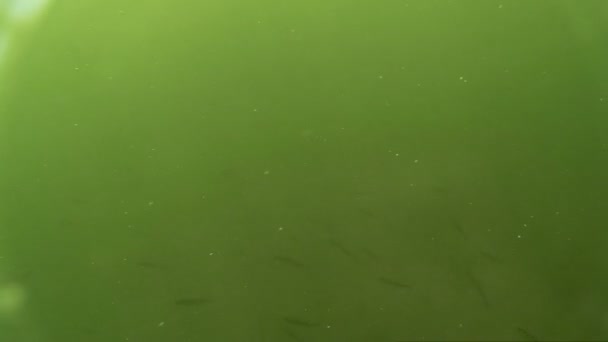 Ramitas y peces bajo el agua en el lago — Vídeos de Stock