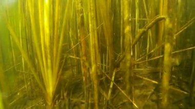 çalı çırpı ve bitkileri su Gölü HD altında