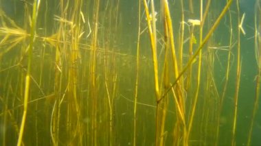 küçük balık ve bitki su altında