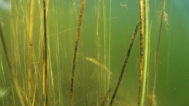 Ramitas y peces bajo el agua en el lago lento — Vídeo de stock