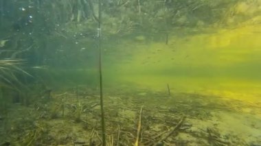 çalı çırpı ve bitkileri su altında yavaş