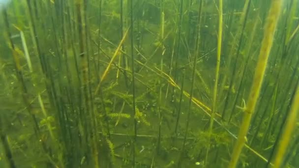 나뭇가지와 호수에서 물 속 식물 — 비디오