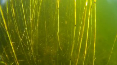 küçük balık ve bitki altında hd su