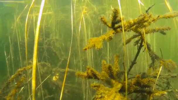 Ramitas y peces bajo el agua en el lago hd — Vídeos de Stock