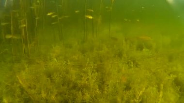 çalı çırpı ve bitkileri altında hd su